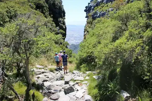 Endemic species Table Mountain