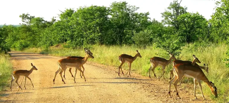 kruger national park 1240716 1280