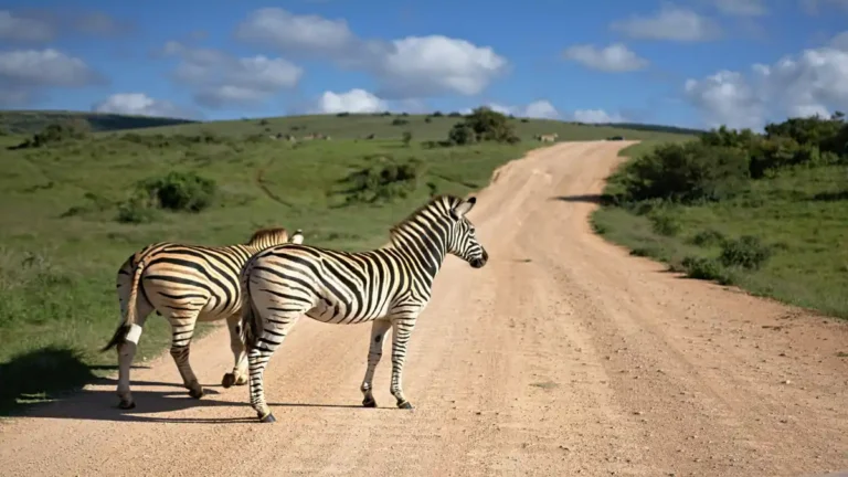 safari tours