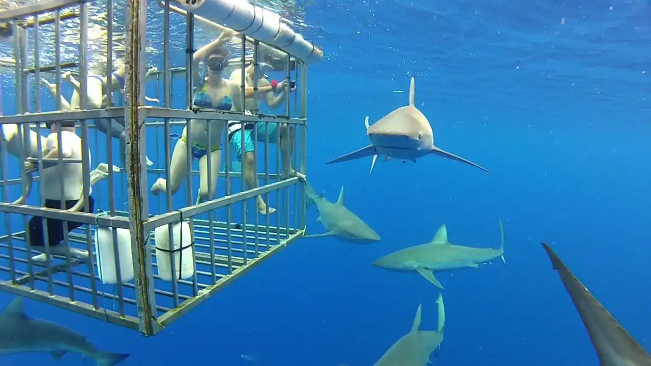 Sharks outside cage 2