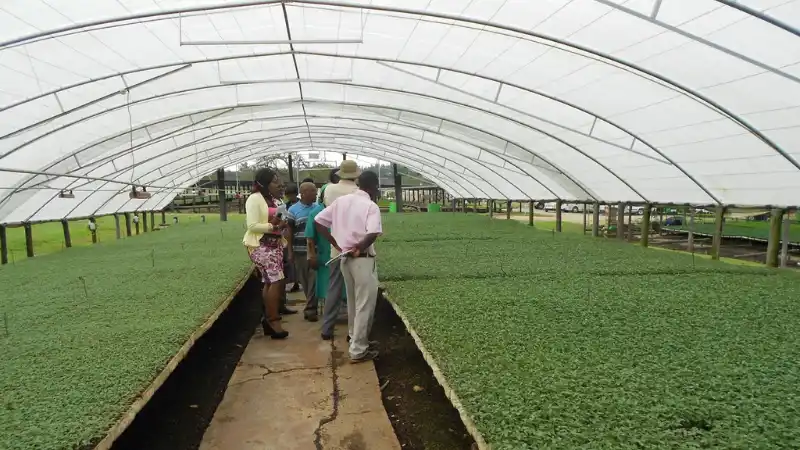 Large greenhouse with rows of young plants; people observing seedlings in the propagation area.